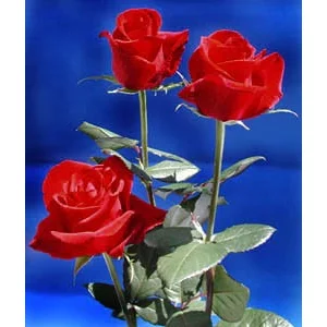 Роза "Grand gala"